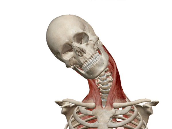 Muscle Premium App Skelett in Bewegung