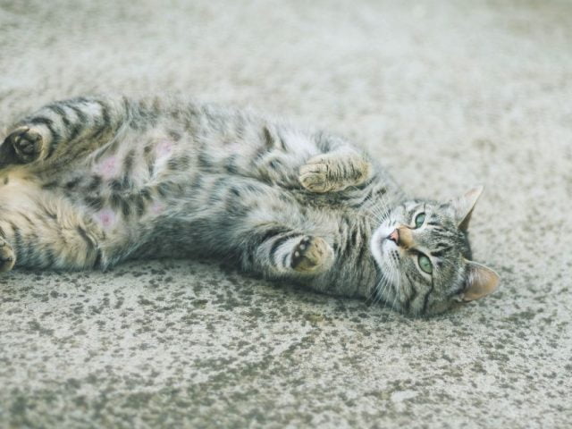 Seite auf den Rücken, Katze