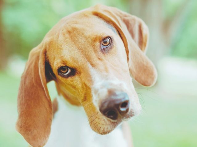 Seitwärtsbeugen Hund