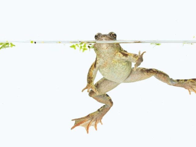 Froschbeinbewegungen